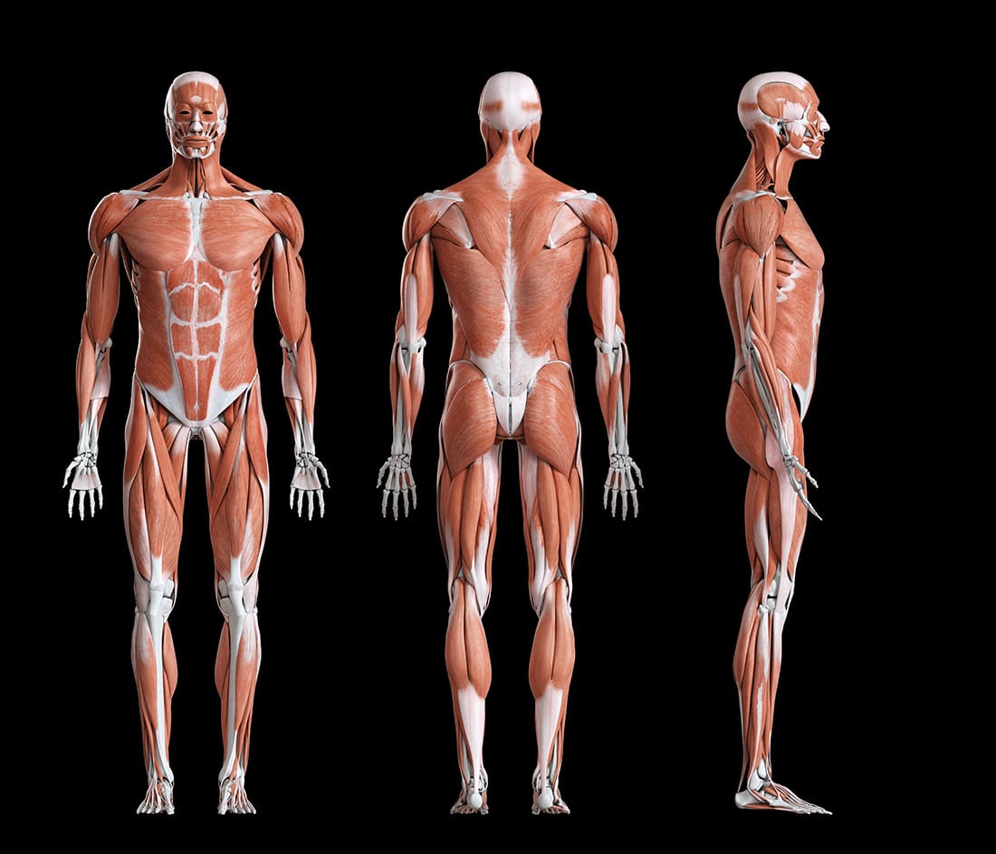 全身の筋肉の解剖図